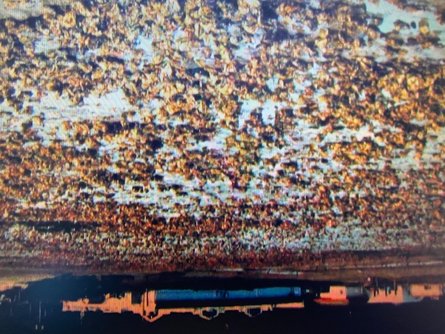 shellfish beds in Burley Lagoon