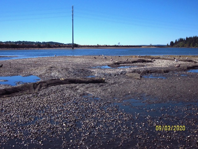 shellfish beds in Burley Lagoon